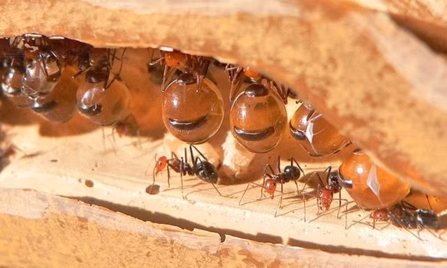 Ve dep cua loai kien co bung cang phong nhu hu mat-Hinh-8