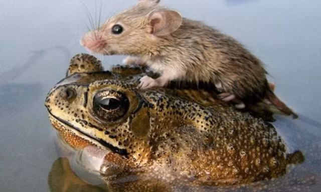 Rung minh nhung con mua ky di nhat hanh tinh-Hinh-6