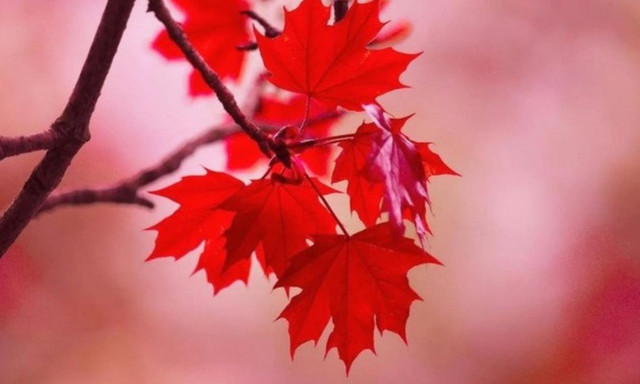 Điều đặc biệt gì khiến lá phong đỏ trở thành linh hồn của Canada? Dieu dac biet gi khien la phong do tro thanh linh hon cua Canada?