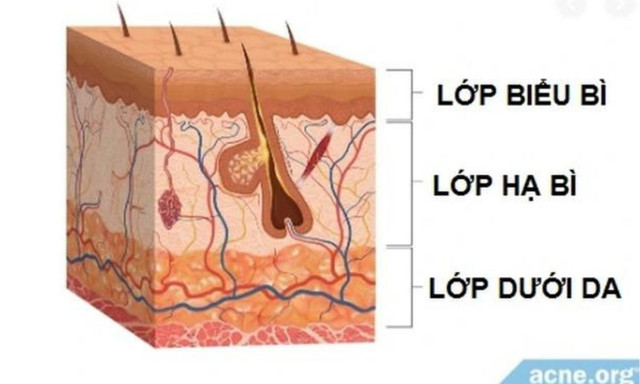 Khám phá 10 bí ẩn trên cơ thể người ít ai biết - Hình 7 Kham pha 10 bi an tren co the nguoi it ai biet-Hinh-7