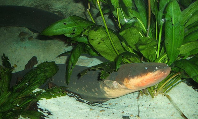 Khám phá 9 bí ẩn của về rừng già Amazon - Hình 9 Kham pha 9 bi an cua ve rung gia Amazon-Hinh-9