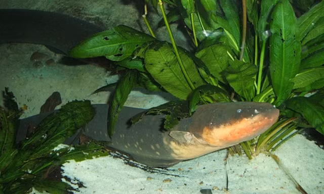 Kham pha 9 bi an cua ve rung gia Amazon-Hinh-9