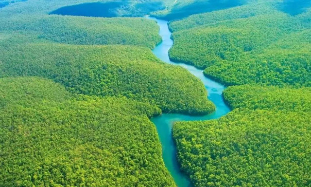 Khám phá 9 bí ẩn của về rừng già Amazon - Hình 3 Kham pha 9 bi an cua ve rung gia Amazon-Hinh-3