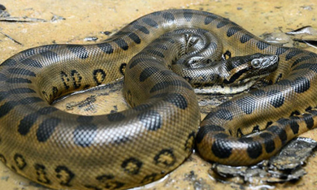 Khám phá 9 bí ẩn của về rừng già Amazon - Hình 10 Kham pha 9 bi an cua ve rung gia Amazon-Hinh-10