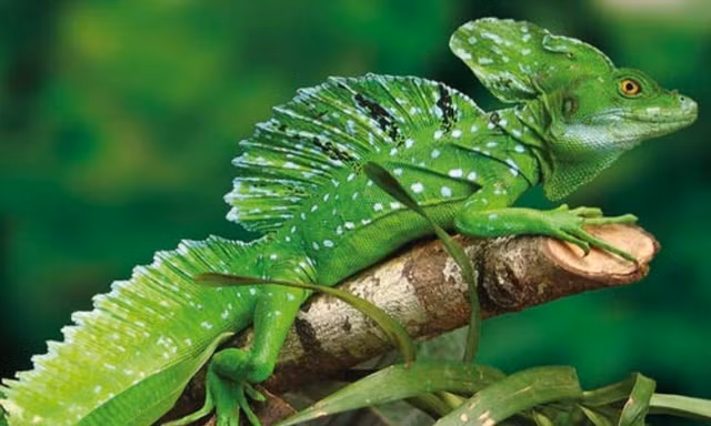 Kham pha 9 bi an cua ve rung gia Amazon