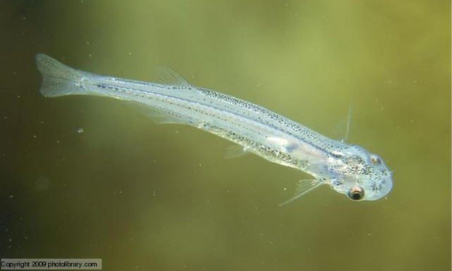 Khám phá 9 bí ẩn của về rừng già Amazon - Hình 7 Kham pha 9 bi an cua ve rung gia Amazon-Hinh-7