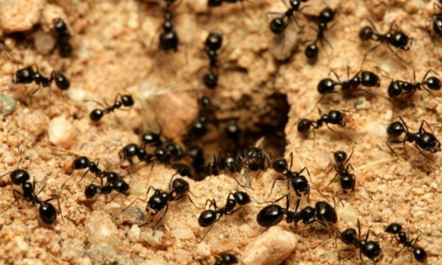 Đâu là các động vật siêng năng nhất hành tinh - Hình 3 Dau la cac dong vat sieng nang nhat hanh tinh-Hinh-3