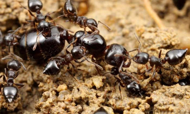 Đâu là các động vật siêng năng nhất hành tinh - Hình 4 Dau la cac dong vat sieng nang nhat hanh tinh-Hinh-4
