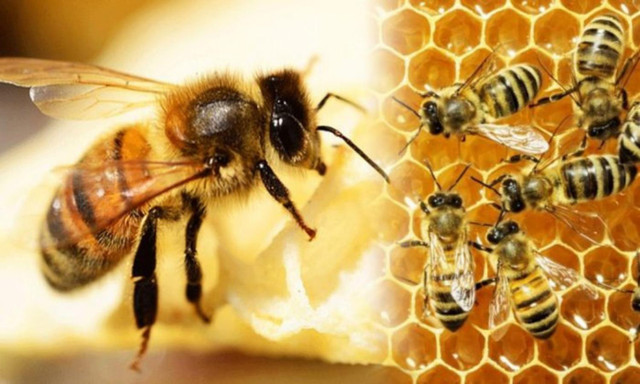 Đâu là các động vật siêng năng nhất hành tinh - Hình 2 Dau la cac dong vat sieng nang nhat hanh tinh-Hinh-2