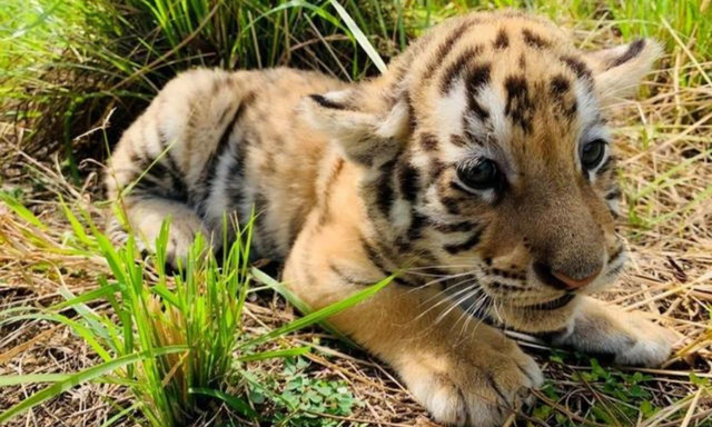 10 sự thật bất ngờ về loài mãnh thú cô độc nhất hành tinh - Hình 4 10 su that bat ngo ve loai manh thu co doc nhat hanh tinh-Hinh-4