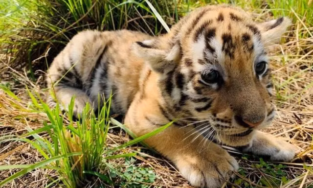 10 su that bat ngo ve loai manh thu co doc nhat hanh tinh-Hinh-4