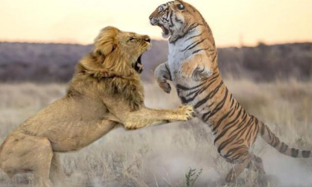 10 sự thật bất ngờ về loài mãnh thú cô độc nhất hành tinh - Hình 2 10 su that bat ngo ve loai manh thu co doc nhat hanh tinh-Hinh-2