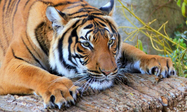 10 sự thật bất ngờ về loài mãnh thú cô độc nhất hành tinh - Hình 9 10 su that bat ngo ve loai manh thu co doc nhat hanh tinh-Hinh-9