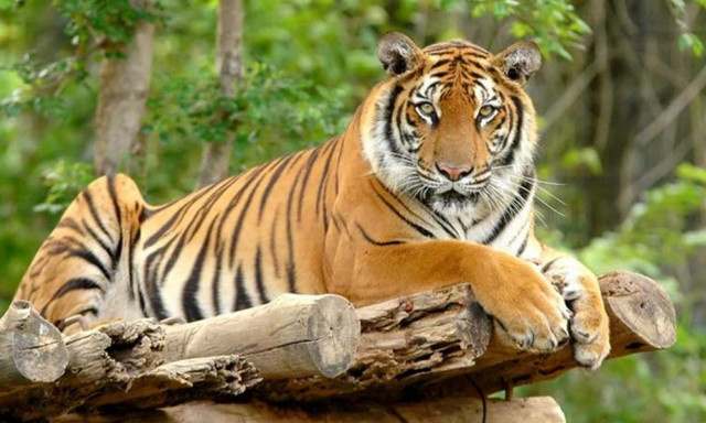 10 sự thật bất ngờ về loài mãnh thú cô độc nhất hành tinh - Hình 8 10 su that bat ngo ve loai manh thu co doc nhat hanh tinh-Hinh-8