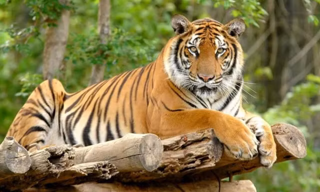 10 su that bat ngo ve loai manh thu co doc nhat hanh tinh-Hinh-8