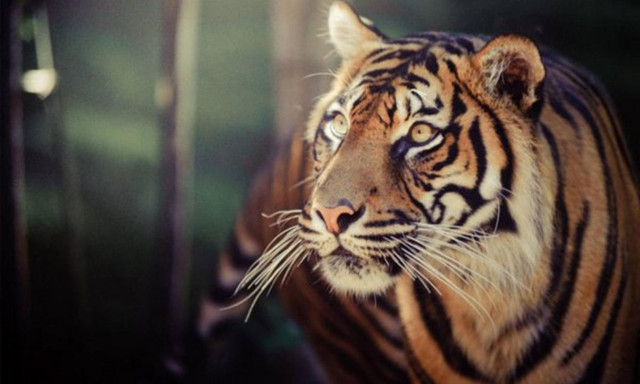 10 sự thật bất ngờ về loài mãnh thú cô độc nhất hành tinh - Hình 3 10 su that bat ngo ve loai manh thu co doc nhat hanh tinh-Hinh-3