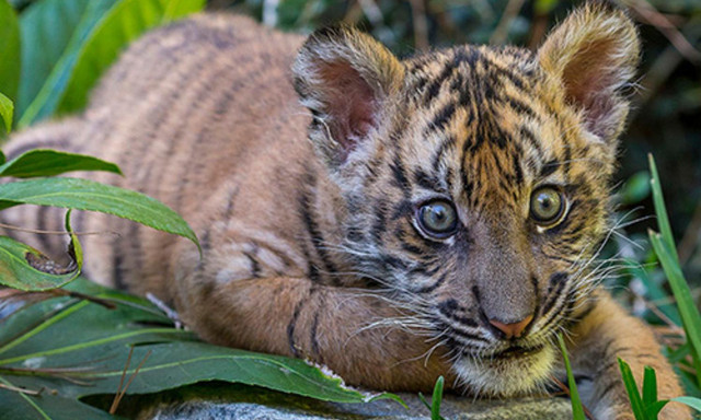 10 sự thật bất ngờ về loài mãnh thú cô độc nhất hành tinh - Hình 5 10 su that bat ngo ve loai manh thu co doc nhat hanh tinh-Hinh-5