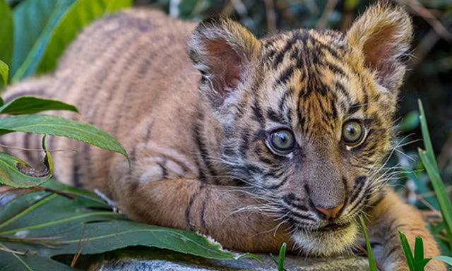 10 su that bat ngo ve loai manh thu co doc nhat hanh tinh-Hinh-5