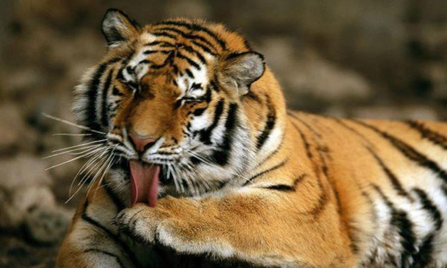 10 sự thật bất ngờ về loài mãnh thú cô độc nhất hành tinh - Hình 6 10 su that bat ngo ve loai manh thu co doc nhat hanh tinh-Hinh-6