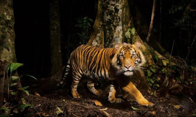 10 sự thật bất ngờ về loài mãnh thú cô độc nhất hành tinh - Hình 10 10 su that bat ngo ve loai manh thu co doc nhat hanh tinh-Hinh-10