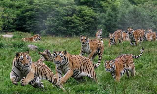 10 sự thật bất ngờ về loài mãnh thú cô độc nhất hành tinh - Hình 7 10 su that bat ngo ve loai manh thu co doc nhat hanh tinh-Hinh-7