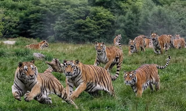 10 su that bat ngo ve loai manh thu co doc nhat hanh tinh-Hinh-7