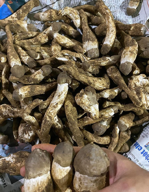 Nhà giàu hay săn lùng các đặc sản giá 'chát' này - Hình 2 Nha giau hay san lung cac dac san gia 'chat' nay-Hinh-2