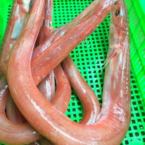 Nhà giàu hay săn lùng các đặc sản giá 'chát' này - Hình 8 Nha giau hay san lung cac dac san gia 'chat' nay-Hinh-8