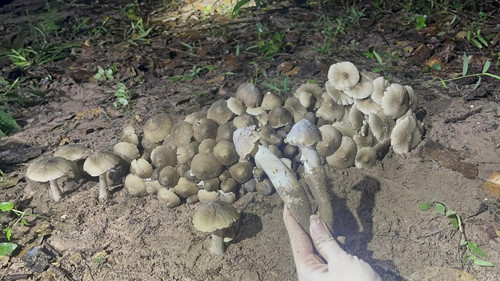 Nhà giàu hay săn lùng các đặc sản giá 'chát' này Nha giau hay san lung cac dac san gia 'chat' nay