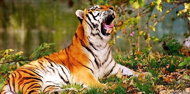 3 con giap cuc may man ve tai loc, tinh duyen vao cuoi nam 2021-Hinh-3