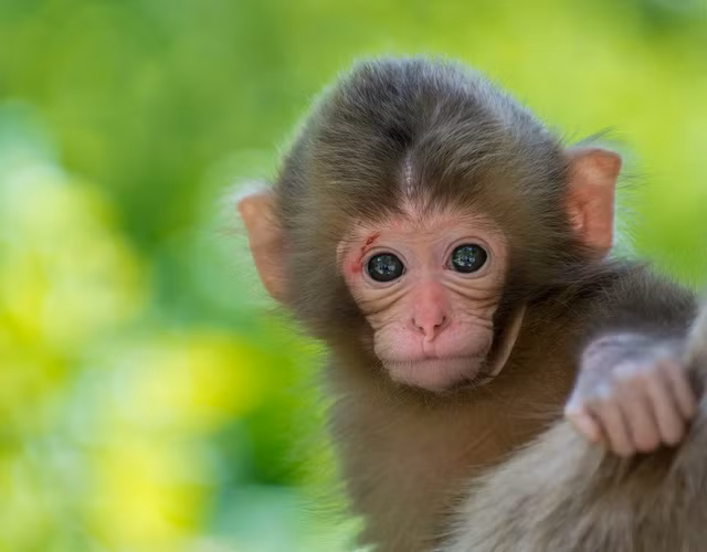 Ghen ty 3 con giap nhan loc nhan gian, dai gia tien ty thang cuoi 2021-Hinh-5