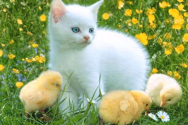 Tu vi ngay 8/7/2021 cho 12 con giap: Ty bi lua tien, Ty vi chat cang-Hinh-4