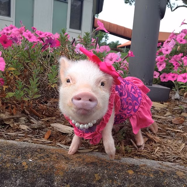 Tu vi ngay 15/7/2021 cho 12 con giap: Dan thu bac ty, Mui sa sut-Hinh-12