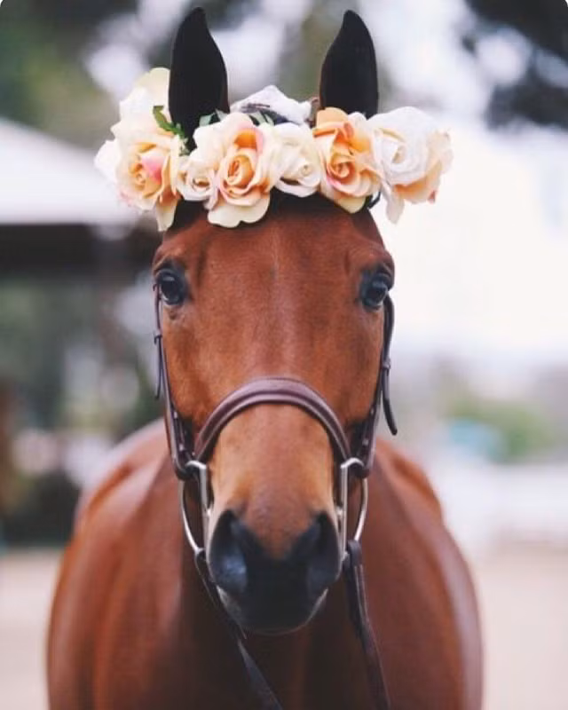 Tu vi ngay 15/7/2021 cho 12 con giap: Dan thu bac ty, Mui sa sut-Hinh-7