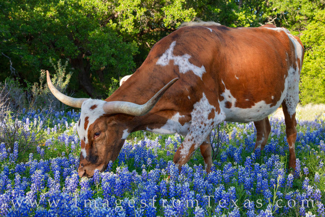 Tu vi ngay 29/6/2020 cho 12 con giap: Ty loi nguoc dong, Mao dung danh mat tai loc-Hinh-2