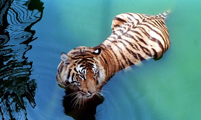 Tu vi ngay 23/6/2021 cho 12 con giap: Suu trung so, Dau hao phong-Hinh-3