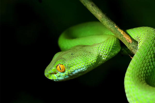 Tu vi ngay 23/6/2021 cho 12 con giap: Suu trung so, Dau hao phong-Hinh-6