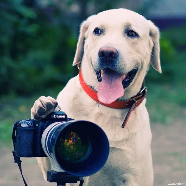 Tu vi ngay 5/6/2020 cho 12 con giap: Dan Mao thu hoach doi dao, thang hoa ve tai chinh-Hinh-11