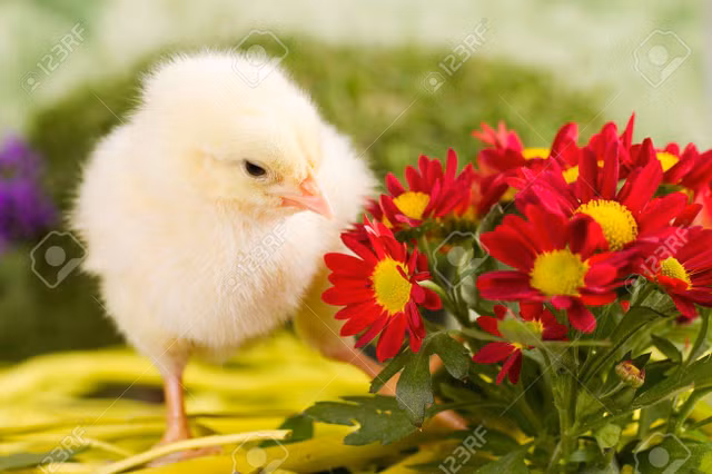 Tu vi ngay 19/5/2020 cho 12 con giap: Ty so hai, Dau tranh bi cuop giat-Hinh-10