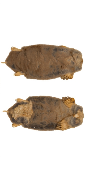 Một số thư viện lưu giữ những đồ vật kỳ lạ, quái đản - Hình 3 Mot so thu vien luu giu nhung do vat ky la, quai dan-Hinh-3