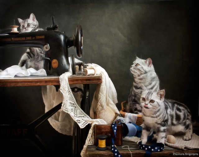 Tu vi ngay 3/6/2020 cho 12 con giap: Than han che dau tu, Dan day ap luc-Hinh-4