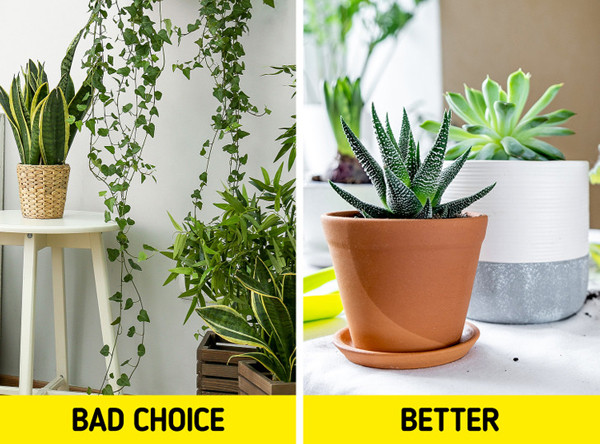 Mon do gay mat ngu tram trong, anh huong suc khoe-Hinh-7