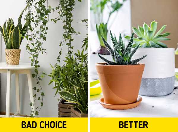 Mon do gay mat ngu tram trong, anh huong suc khoe-Hinh-7