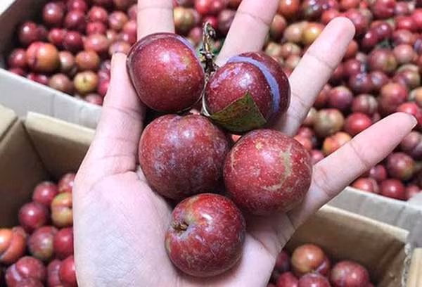 Qua man cuc co loi cho suc khoe ma it ai biet-Hinh-10