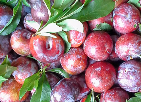 Qua man cuc co loi cho suc khoe ma it ai biet-Hinh-12