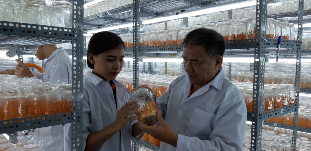 Chất lượng của đông trùng hạ thảo bán đầy chợ mạng như nào? - Hình 3 Chat luong cua dong trung ha thao ban day cho mang nhu nao?-Hinh-3