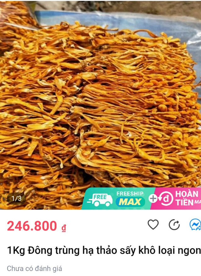 Chất lượng của đông trùng hạ thảo bán đầy chợ mạng như nào? Chat luong cua dong trung ha thao ban day cho mang nhu nao?