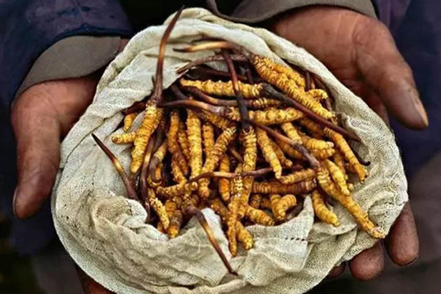 Vì sao không nên tuỳ tiện dùng đông trùng hạ thảo? - Hình 2 Vi sao khong nen tuy tien dung dong trung ha thao?-Hinh-2