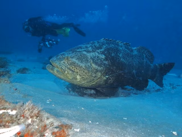 10 dong vat duoc danh gia la co sieu nang luc dinh cao-Hinh-3