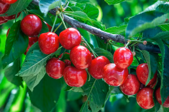 An loai qua nay giup thai doc to, giam nep nhan-Hinh-8